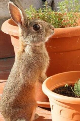 Cover of A Brown Bunny with Terracotta Pots Journal