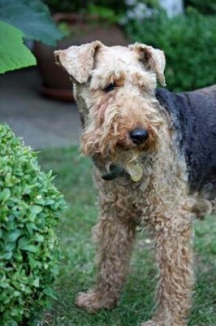 Cover of Welsh Terrier (for the Love of Dogs)