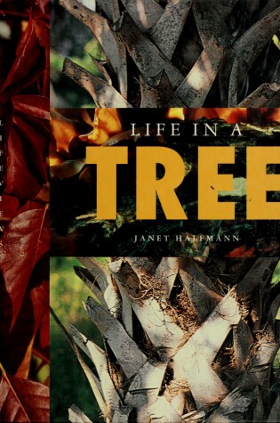 Cover of Life in a Tree