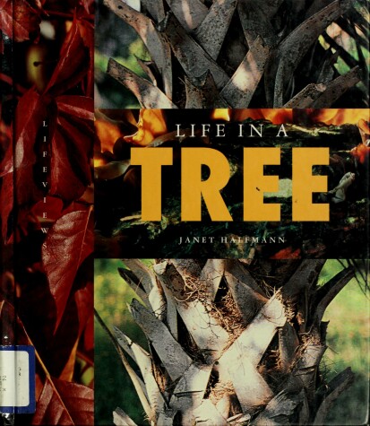 Book cover for Life in a Tree