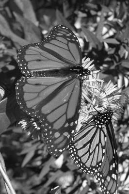 Book cover for Monarch Butterfly Pair in Black and White