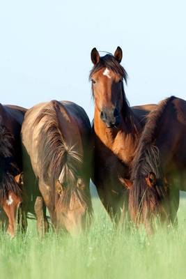 Book cover for Horses Gathered in a Field