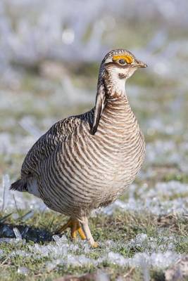 Book cover for Lesser Prairie Chicken Journal