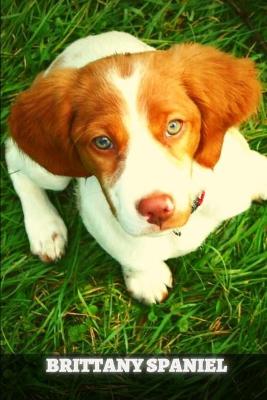 Book cover for Brittany Spaniel