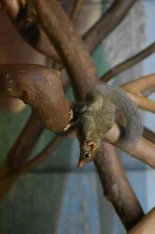 Cover of Asian Northern Tree Shrew