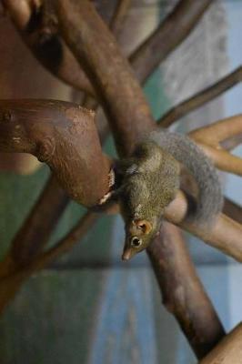 Book cover for Asian Northern Tree Shrew