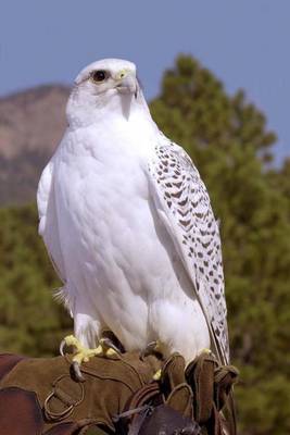 Book cover for Gyrfalcon Bird Journal