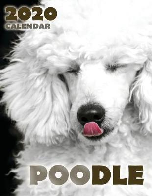 Book cover for Poodle 2020 Calendar
