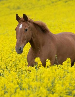 Book cover for Jumbo Oversized Running Horse in the Colza Flower Field