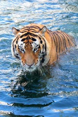 Cover of Tiger Takes a Dip Journal
