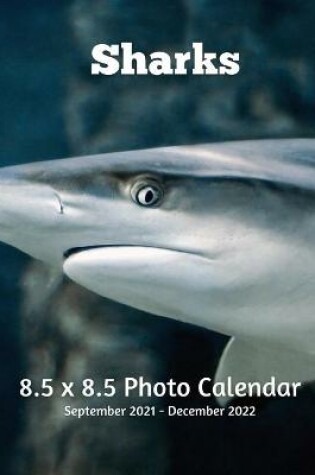 Cover of Sharks 8.5 X 8.5 Calendar September 2021 -December 2022