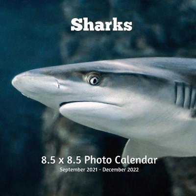 Book cover for Sharks 8.5 X 8.5 Calendar September 2021 -December 2022