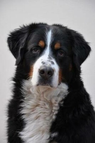 Cover of Bernese Mountain Dog, for the Love of Dogs