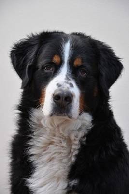 Book cover for Bernese Mountain Dog, for the Love of Dogs