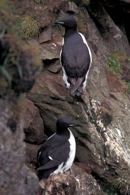 Book cover for Thick Billed Murre (Birds of the World)