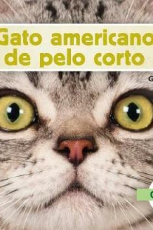 Cover of Gato Americano de Pelo Corto (American Shorthair Cats)