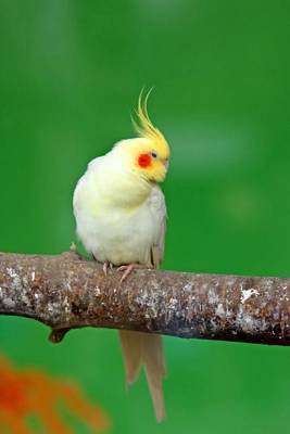 Book cover for Perched Cockatiel, Birds of the World