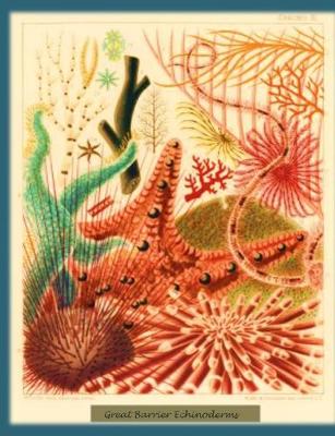 Book cover for Great Barrier Echinoderms