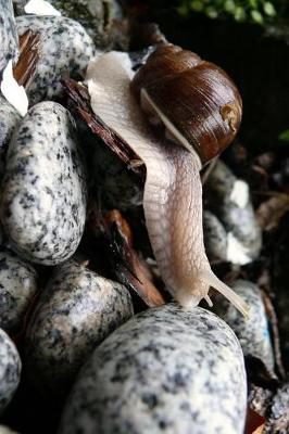 Book cover for Snail Climbing West Stones Journal