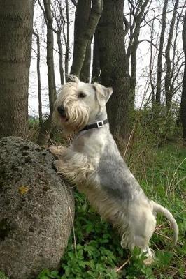 Book cover for Cesky Terrier Dog Playing in the Woods Journal