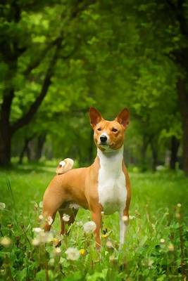 Book cover for Basenji