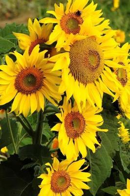 Book cover for Beautiful Sunflowers in Spring Journal