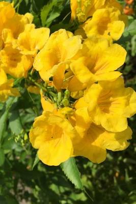 Book cover for Yellow Trumpetbush Flowers, for the Love of Flowers