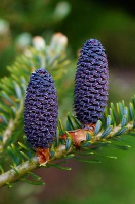 Book cover for Tap Blue Pine Cones on a Fir Tree Journal