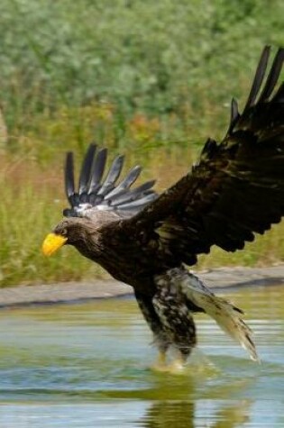 Cover of Steller's Sea-Eagle (Haliaeetus Pelagicus) Journal