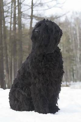 Book cover for Black Russian Terrier