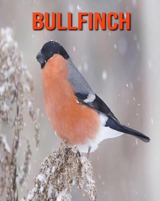 Book cover for Bullfinch