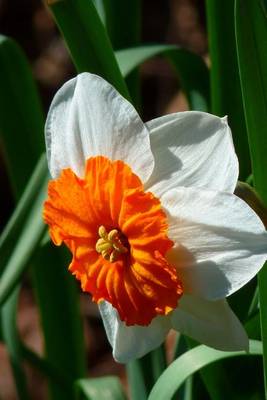 Book cover for White and Orange Single Narcissus Bloom, for the Love of Flowers