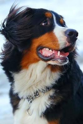 Book cover for Burnese Mountain Dog Portrait Journal