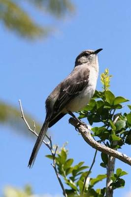 Book cover for Northern Mockingbird Journal