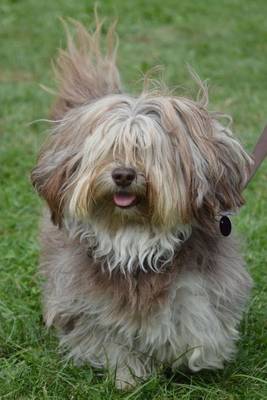 Book cover for Maltese Dog on a Walk (for the Love of Dogs)