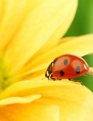 Book cover for Jumbo Oversized Ladybug on a Brilliant Yellow Flower