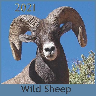Book cover for Wild Sheep