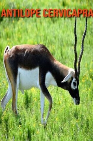 Cover of Antilope cervicapra