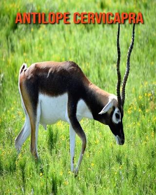 Book cover for Antilope cervicapra