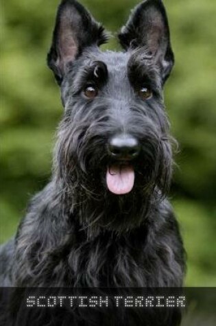 Cover of Scottish Terrier