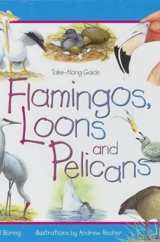 Cover of Flamingos, Loons & Pelicans