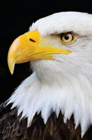 Cover of Magnificent Bald Eagle Portrait, Birds of the World