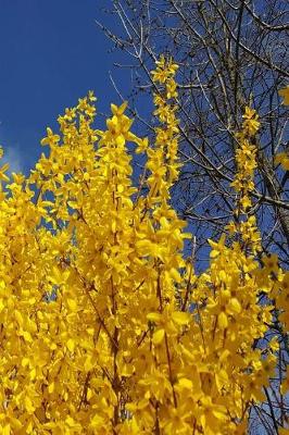Book cover for Journal Pretty Forsythia Branches Blue Sky