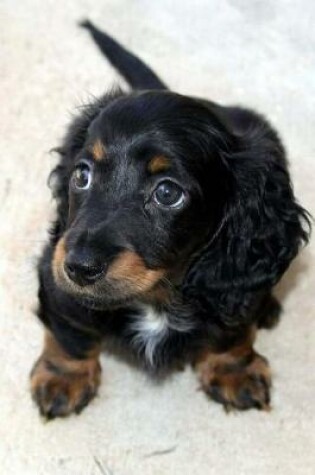 Cover of Long Haired Dachshund Notebook