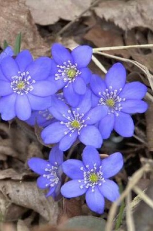 Cover of Violet Hepatica Buttercup, for the Love of Flowers