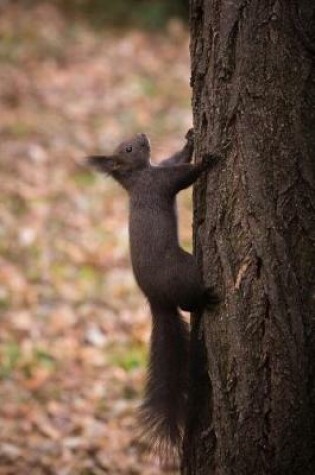 Cover of Squirrel on a Tree Journal