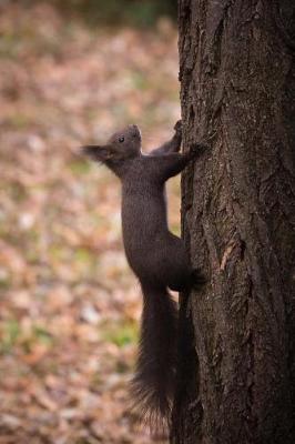 Book cover for Squirrel on a Tree Journal