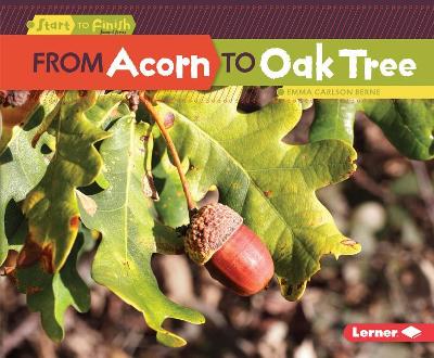Book cover for From Acorn to Oak Tree
