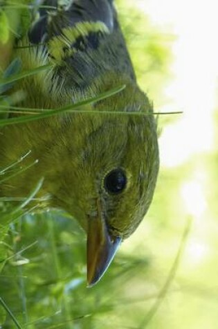 Cover of Baltimore Oriole in the Grass