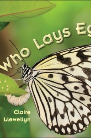 Cover of Cambridge Reading Adventures Who Lays Eggs? Pink B Band